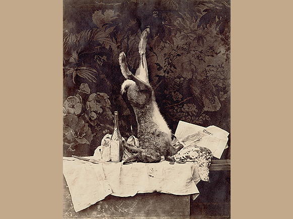 Silvyhare7