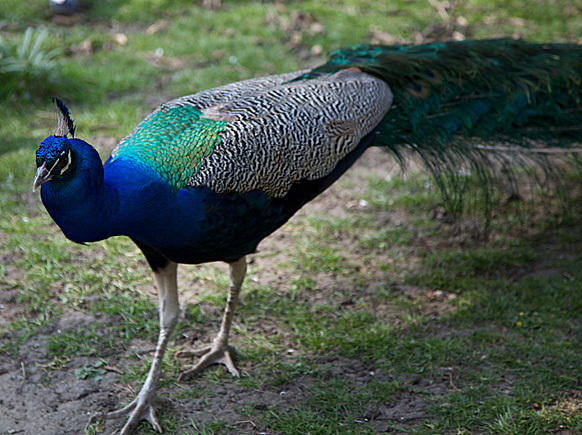 Peacockcreeps